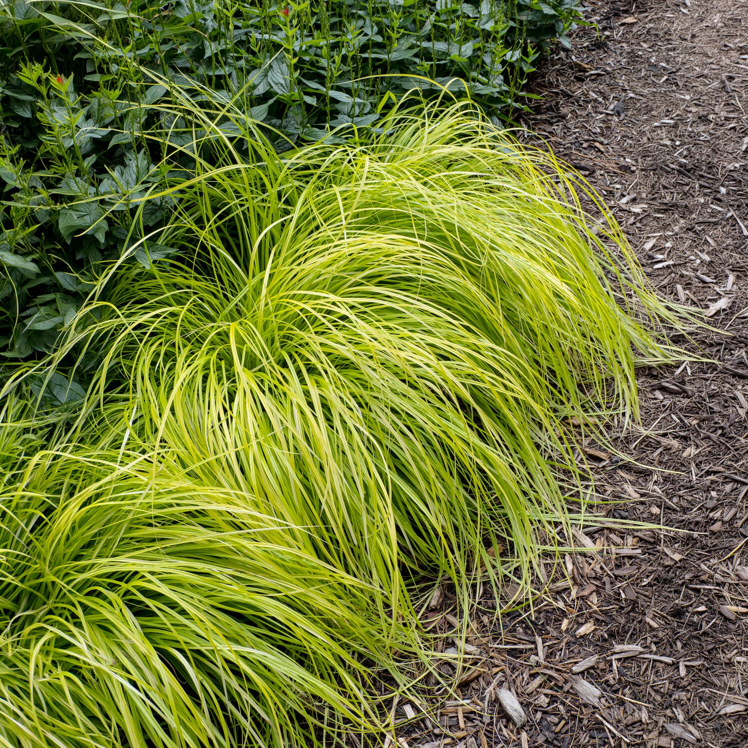Carex oshimensis Everillo - Laîche d'Oshima Everillo® - Carex - Carex