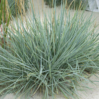 Vente Seigle de mer Blue Dune - Leymus arenarius Blue Dune