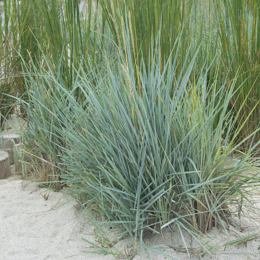 Seigle de mer Blue Dune