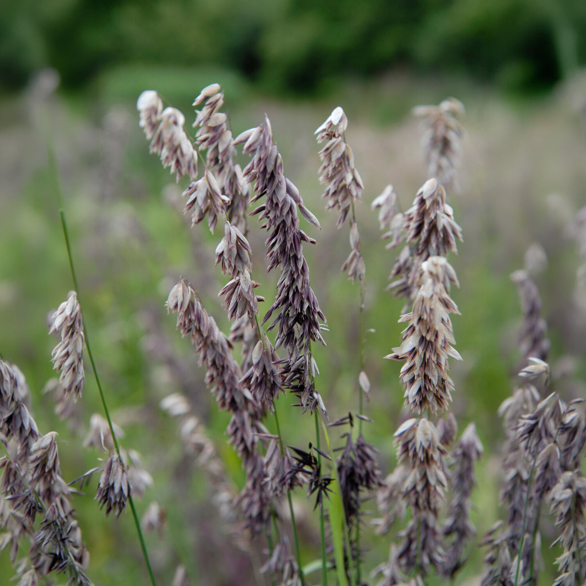 Mélique élevée pourpre - Melica altissima atropurpurea - Bakker