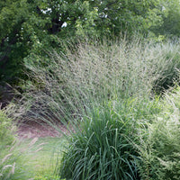 Molinia arundinacea Skyracer - Molinie élevé Skyracer - Molinie