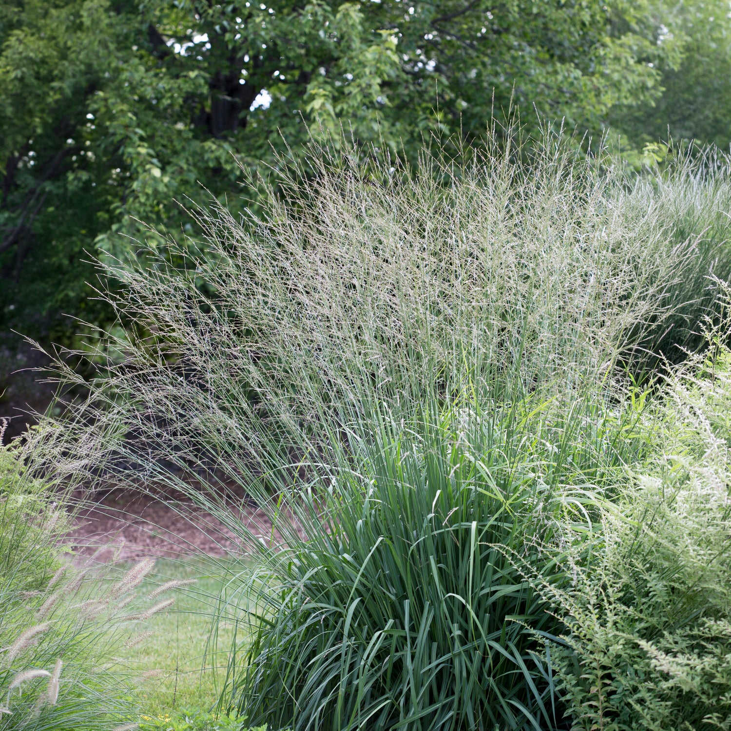 Molinia arundinacea Skyracer - Molinie élevé Skyracer - Molinie