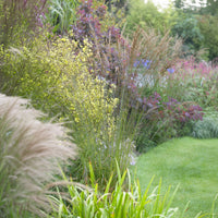 Molinie élevé Skyracer - Bakker