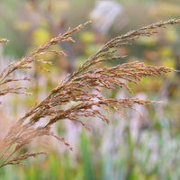 Molinie - Molinie élevé Skyracer - Molinia arundinacea Skyracer