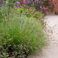 Herbe aux écouvillons Red Buttons - Pennisetum - Pennisetum thunbergii Red Buttons - Bakker