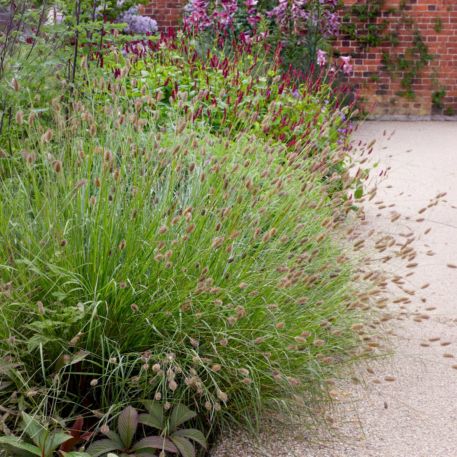 Herbe aux écouvillons Red Buttons - Pennisetum - Pennisetum thunbergii Red Buttons - Bakker