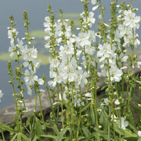 Sidalcea candida - Sidalcea candida - Plantes vivaces