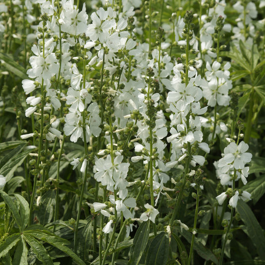 Sidalcea candida - Bakker