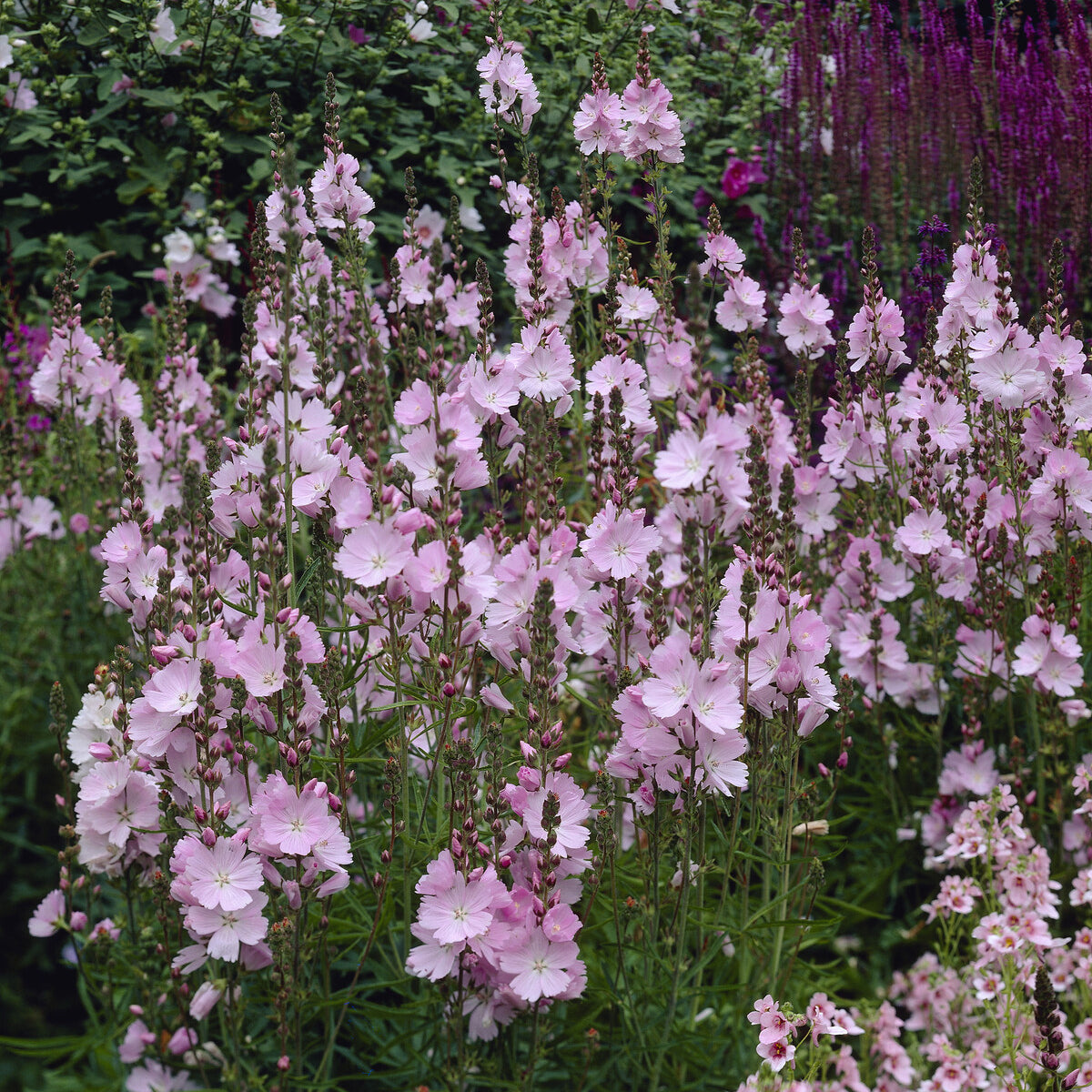 Vente Sidalcea Elsie Heugh - Sidalcea Elsie Heugh