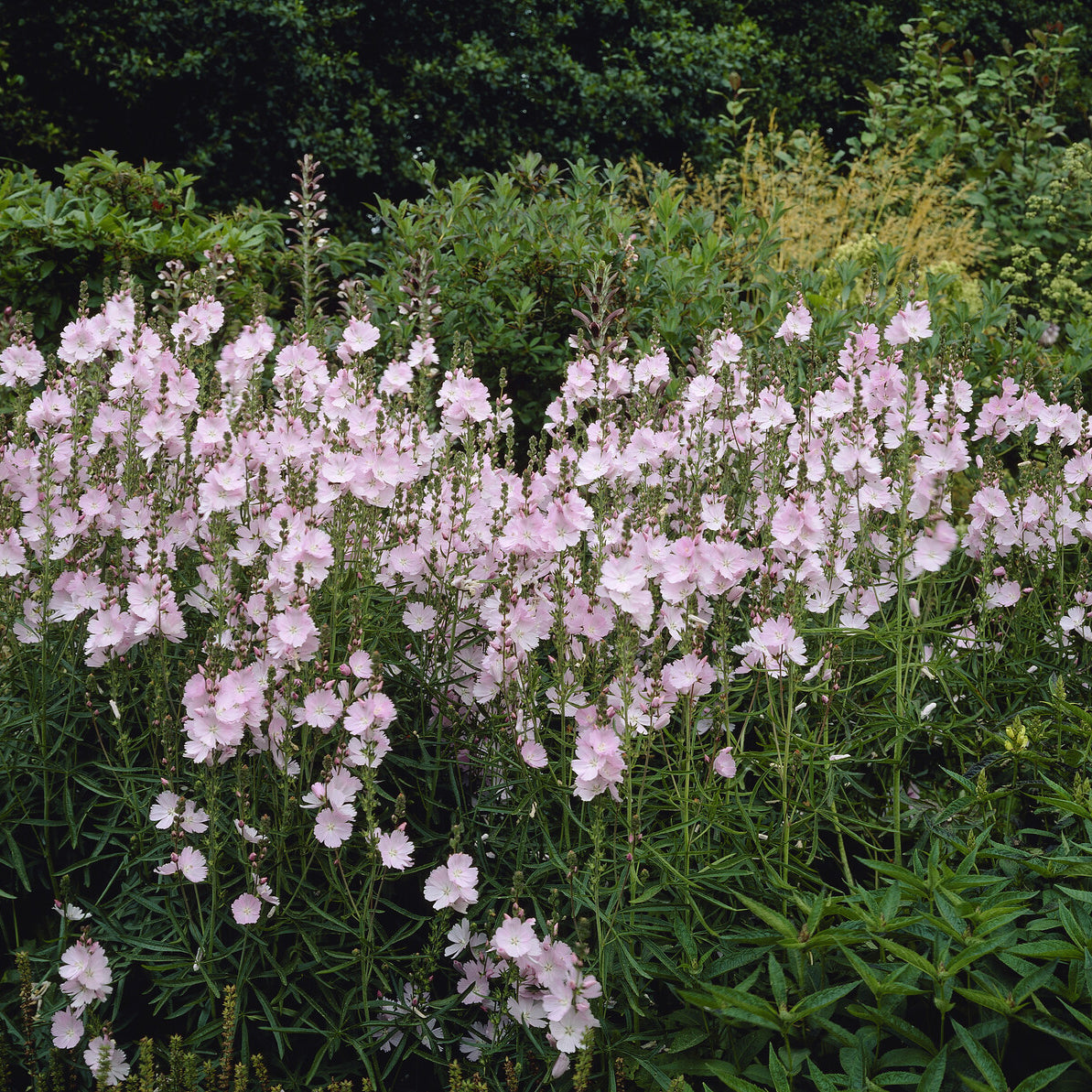 Sidalcea Elsie Heugh - Sidalcea Elsie Heugh - Bakker