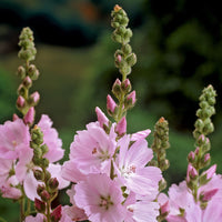 Plantes vivaces - Sidalcea Elsie Heugh - Sidalcea Elsie Heugh