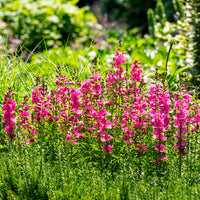 Sidalcée Brilliant - Sidalcea oregana Brilliant - Bakker