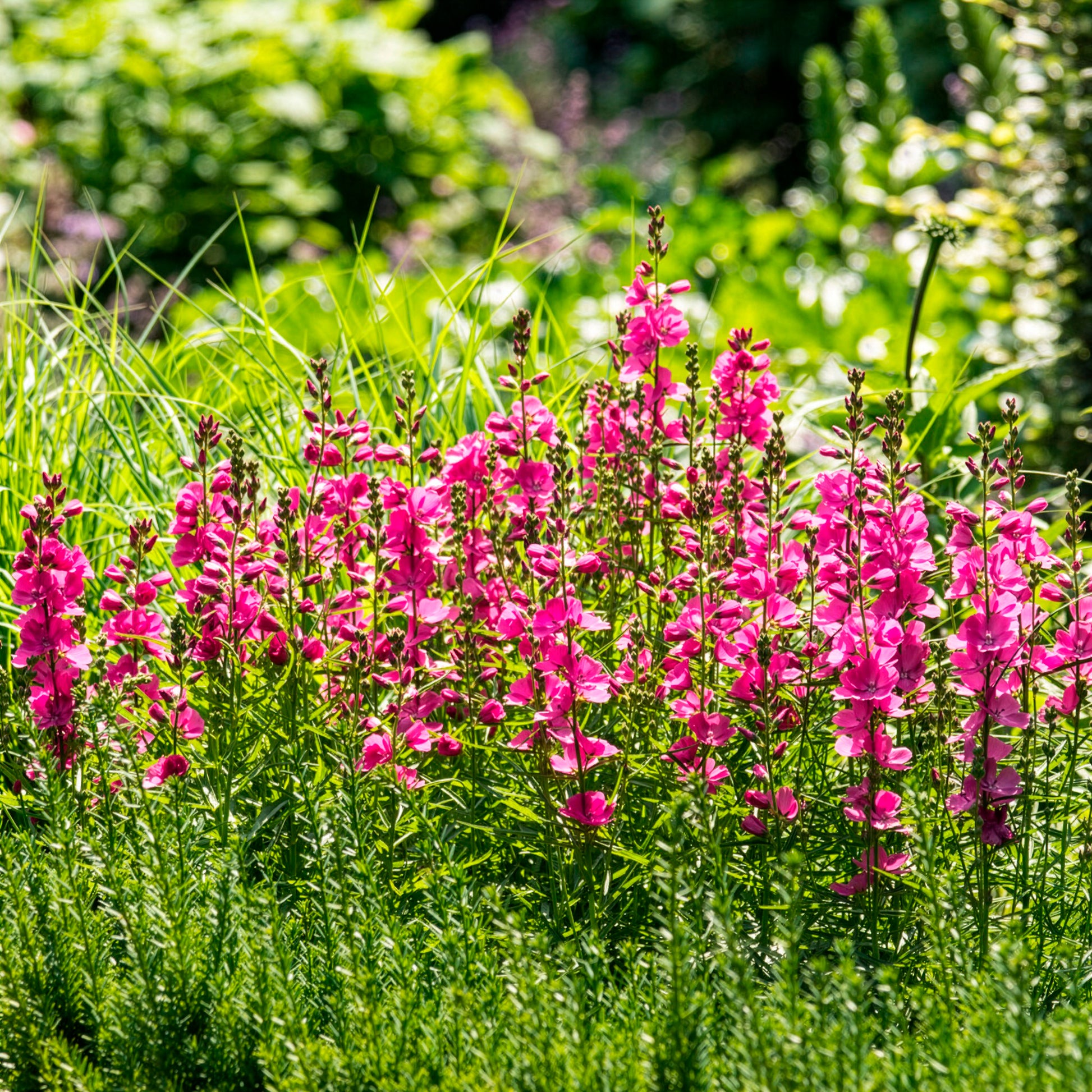 Sidalcée Brilliant - Sidalcea oregana Brilliant - Bakker