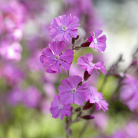 Plantes vivaces - 3 Silène dioïque - Silene dioica
