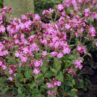Silene dioica - 3 Silène dioïque - Plantes vivaces