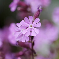3 Silène dioïque - Silene dioica - Bakker