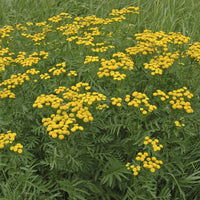 Plantes vivaces - 3 Tanaisie commune - Tanacetum vulgare