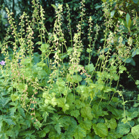 Tellima grandiflora - Tellime à grandes fleurs - 