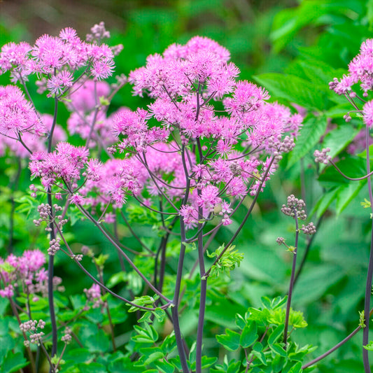 Pigamon Black Stockings - Bakker