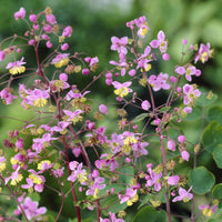 Plantes vivaces - Pigamon de Rochebrun - Thalictrum rochebrunianum