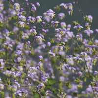 Thalictrum rochebrunianum - Pigamon de Rochebrun - Plantes vivaces