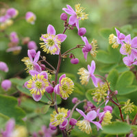 Pigamon de Rochebrun - Thalictrum rochebrunianum - Bakker