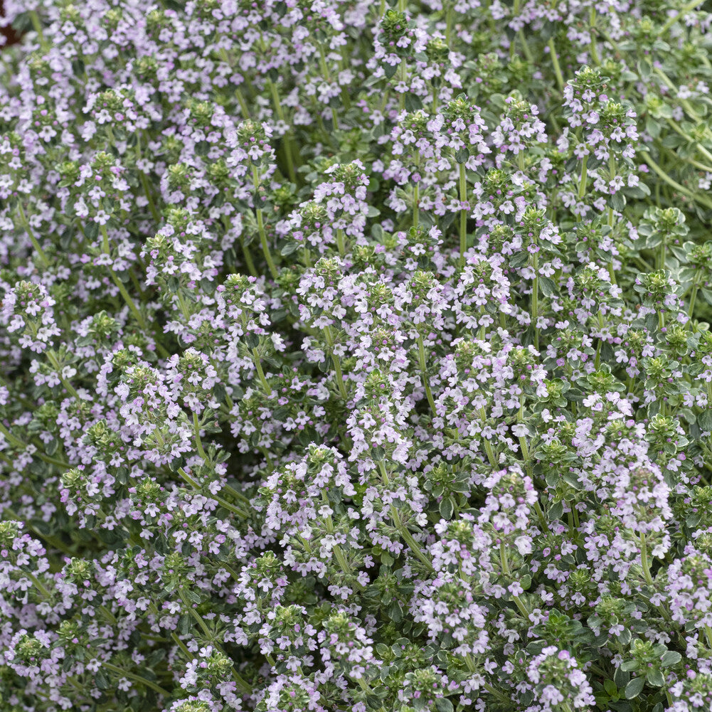 Thymus citriodorus Silver Queen - Thym citron Silver Queen - Plantes vivaces