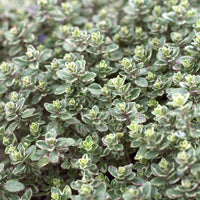 3 Thym citron Silver Queen - Bakker