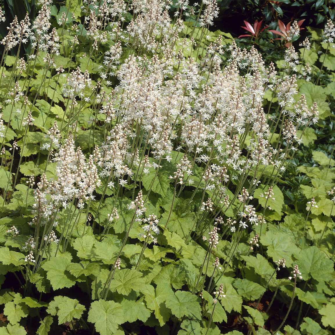 Tiarelle cordifoliée - Bakker