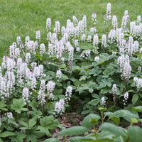 Tiarelle cordifoliée - Bakker