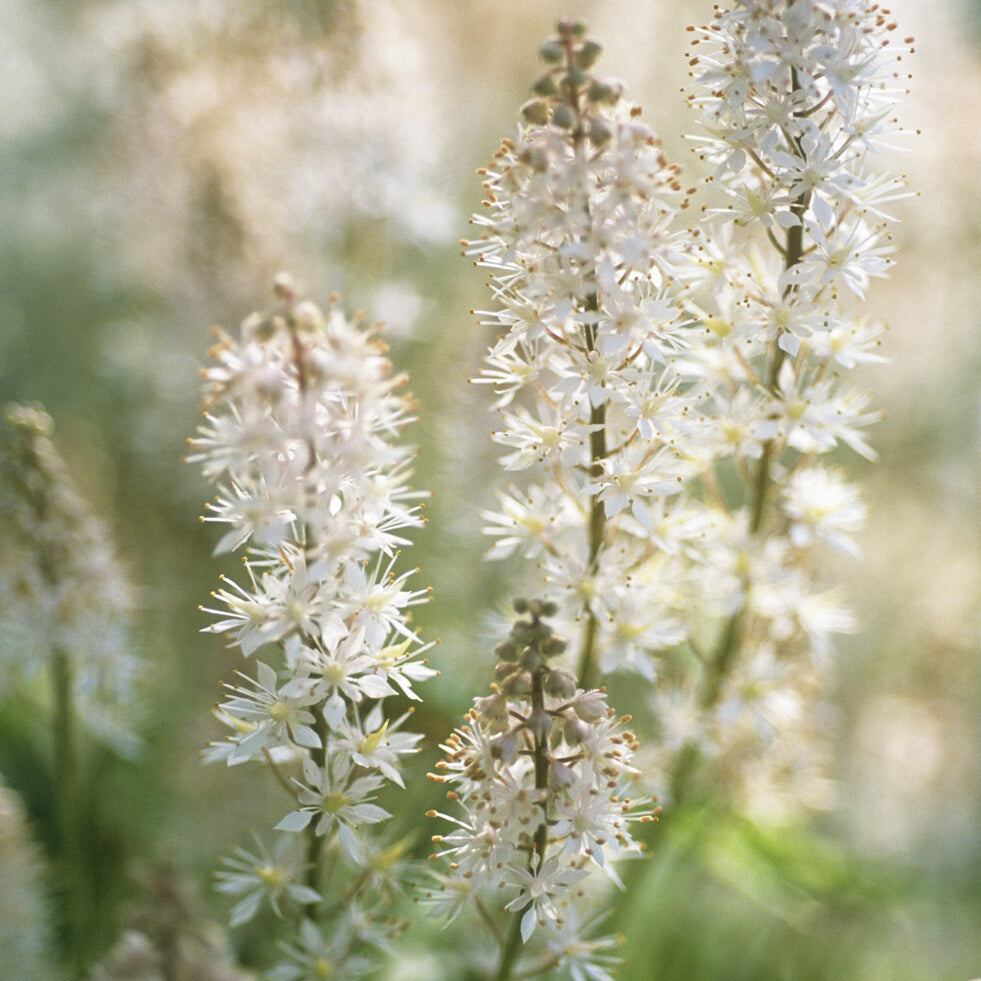 Plantes vivaces - Tiarelle cordifoliée - Tiarella cordifolia