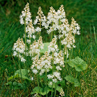 Tiarelle cordifoliée - Tiarella cordifolia - Bakker