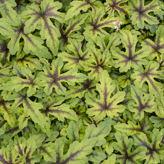 Tiarelle Iron Butterfly - Bakker