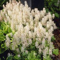 Plantes vivaces - Tiarelle Wherryi - Tiarella wherryi