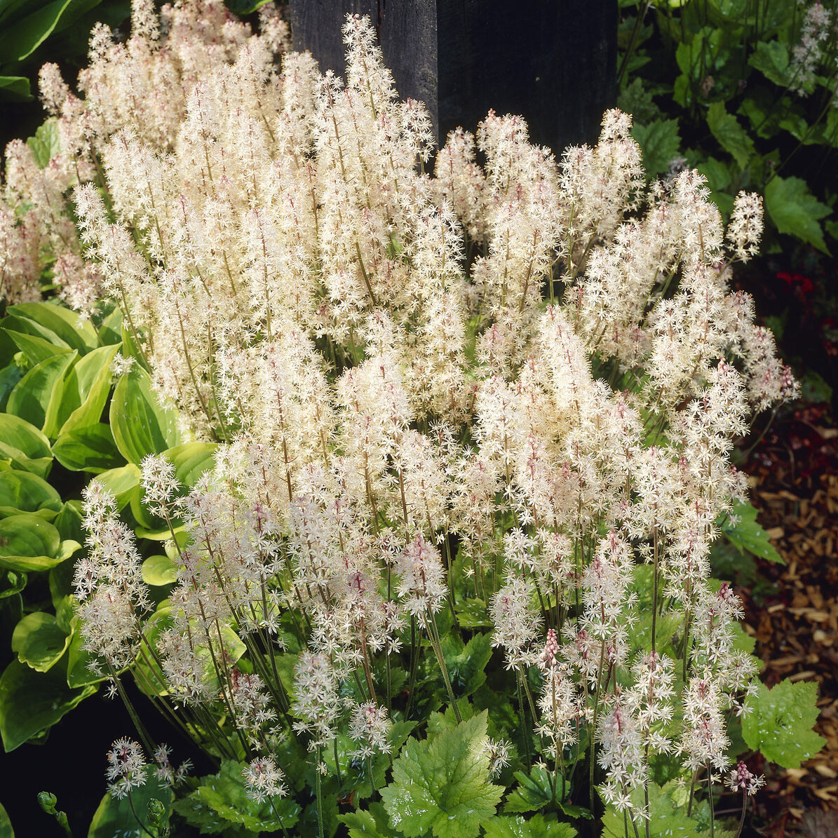 Plantes vivaces - Tiarelle Wherryi - Tiarella wherryi