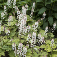 Tiarella wherryi - Tiarelle Wherryi - Plantes vivaces