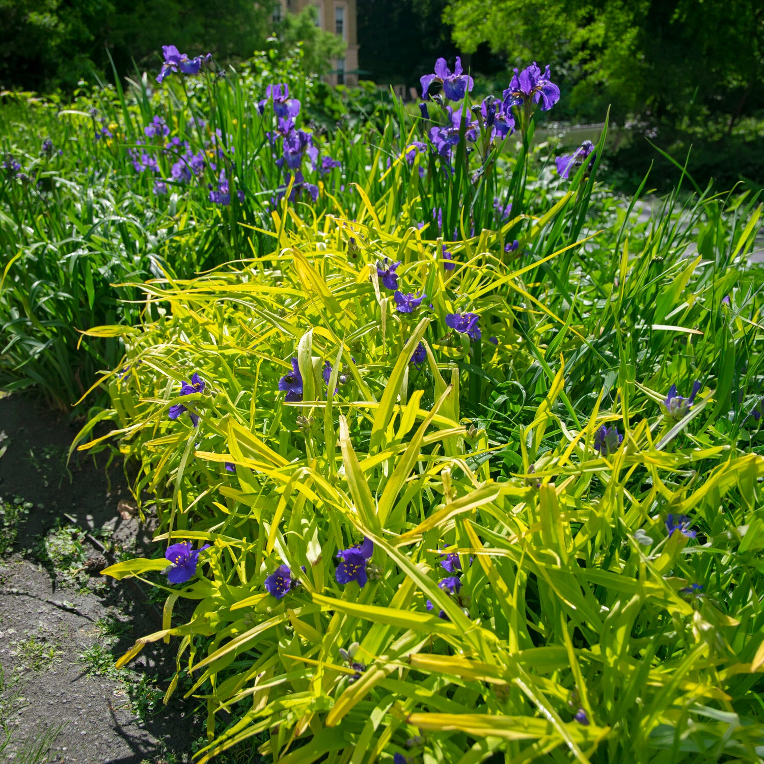 Ephémère de Virginie Sweet Kate - Tradescantia ( andersoniana group ) sweet kate - Bakker