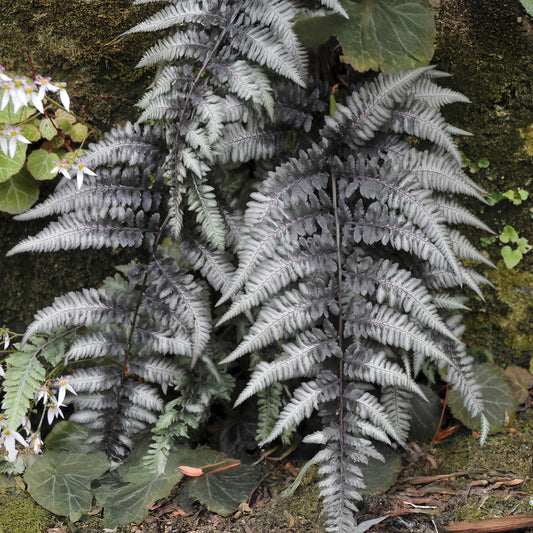 Fougère peinte Pewter Lace - Bakker