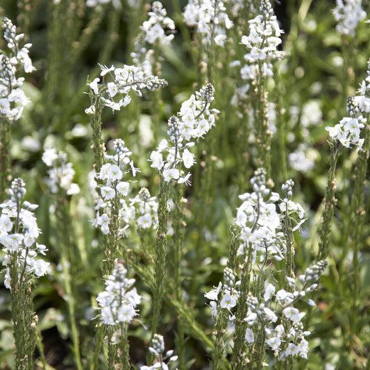 Véronique du Caucase - Bakker