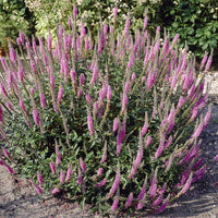 Veronica spicata Pink Damask - Véronique Pink Damask - Véronique