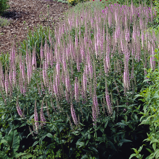 Véronique Pink Damask - Bakker