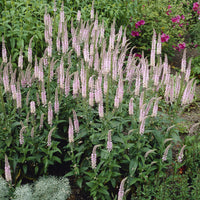 Véronique Pink Damask - Veronica spicata Pink Damask - Bakker
