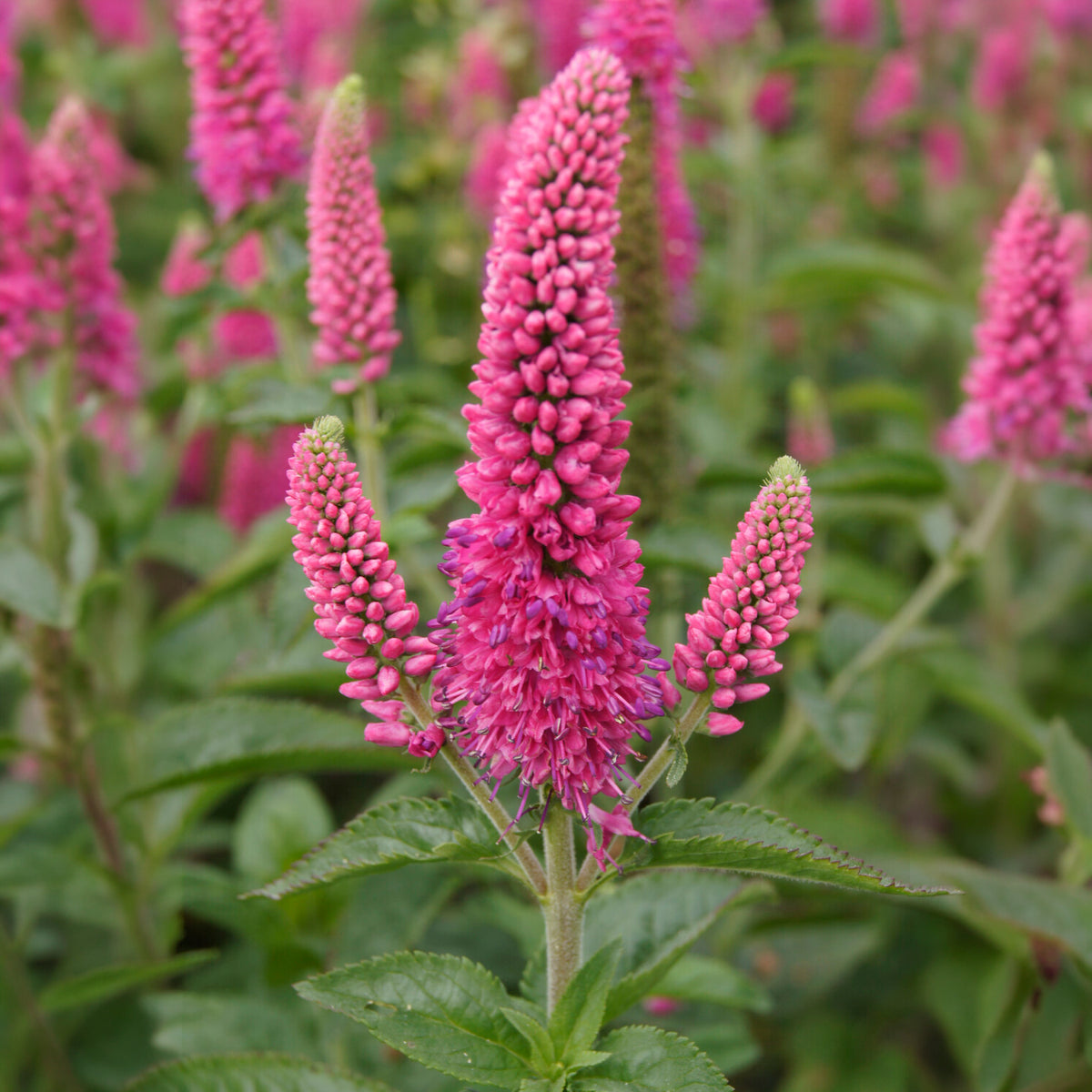 Véronique en épis Rotfuchs - Veronica spicata rotfuchs - Bakker