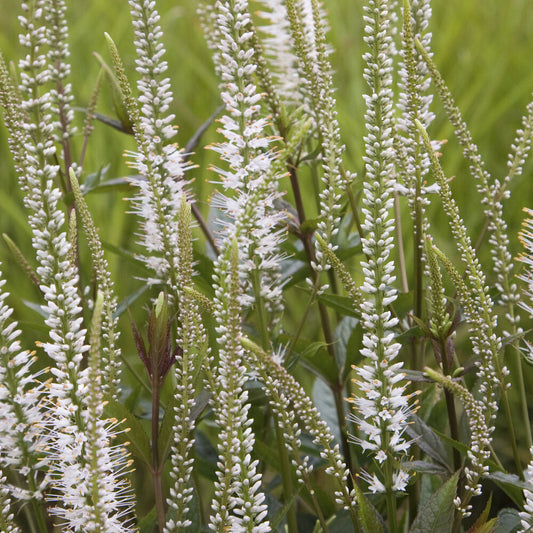 Véronique de Virginie blanche - Bakker
