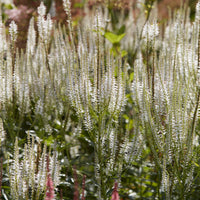 Véronique de Virginie Diana - Veronicastrum virginicum Diana - Bakker
