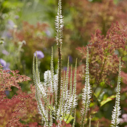 Véronique de Virginie Diana - Bakker