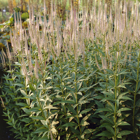 Véronique de Virginie Pink Glow - Bakker