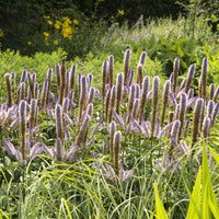 Véronique de Virginie Red Arrows - Veronicastrum virginicum Red Arrows - Bakker