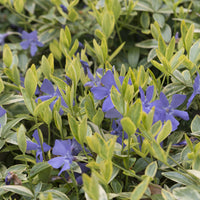 Vinca minor Aureovariegata - Petite pervenche Aureovariegata - Pervenche