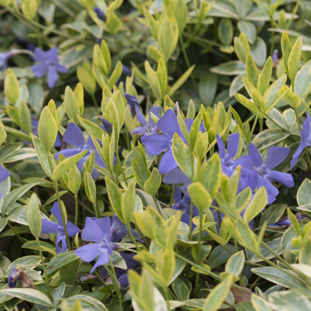 Vinca minor Aureovariegata - Petite pervenche Aureovariegata - Pervenche